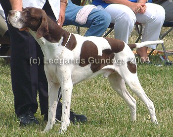 4th Open Dog